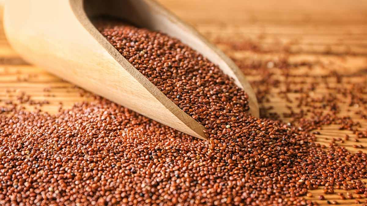Halim Seeds