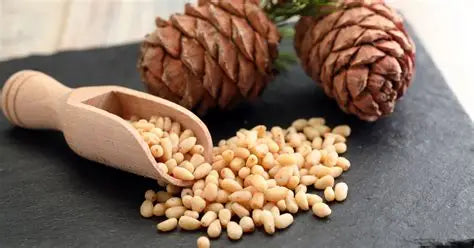 Chilgoza (Pine Nut)